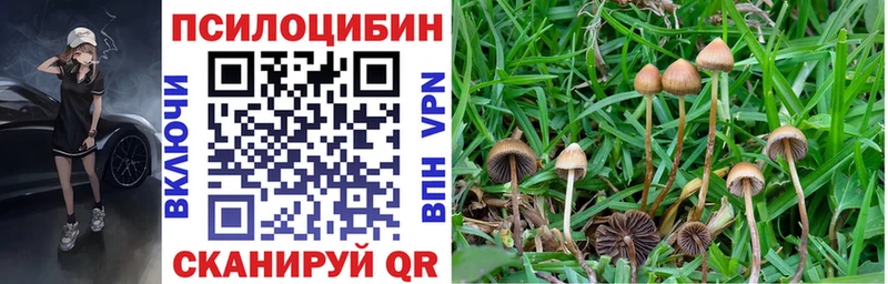 Псилоцибиновые грибы Psilocybe Емва