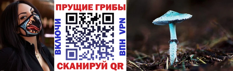 Псилоцибиновые грибы Cubensis  Емва 